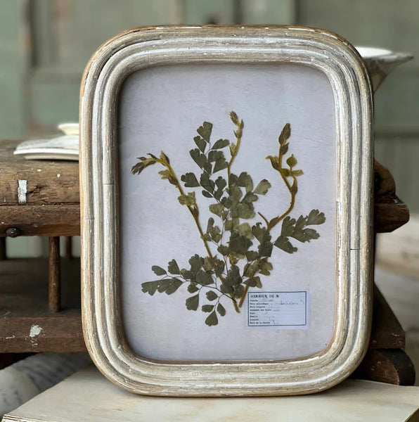 Framed Pressed Fern Art - Large